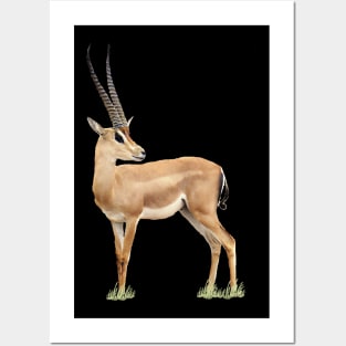 Grant-Gazelle - Antelope - Africa Posters and Art